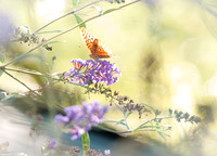 Butterflies & Moths