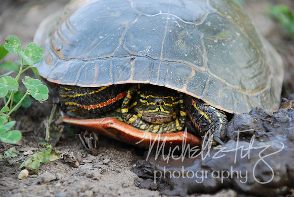 Turtle who just finished laying her eggs