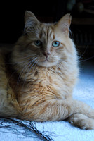 Goldie posing for me