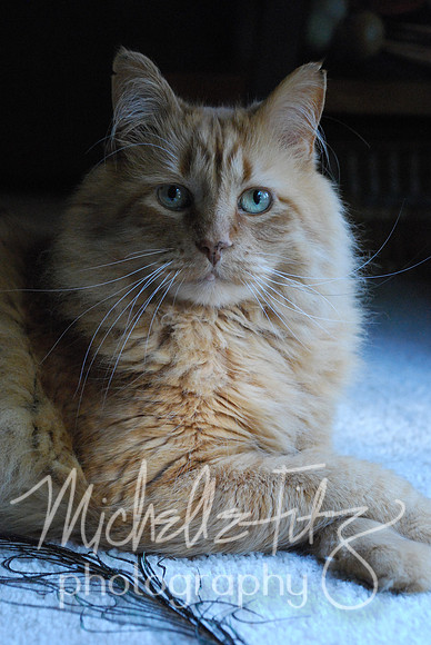 Goldie posing for me
