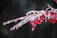 Berries In Ice