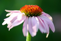 Floral Photography