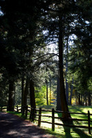 Tree of Light