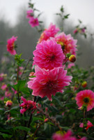 Monet's Dahlias