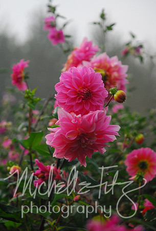 Monet's Dahlias
