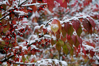 Burning Bush