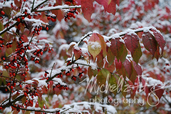 Burning Bush