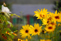 In Monet's Garden