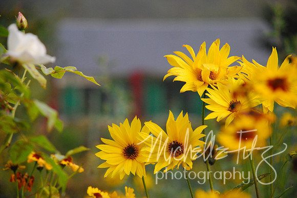 In Monet's Garden