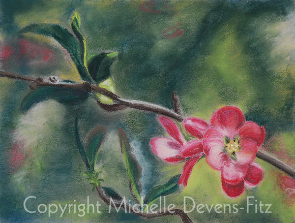 Flowering Quince